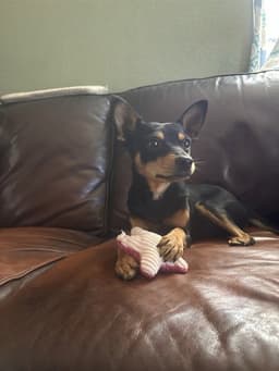 Chico image 1