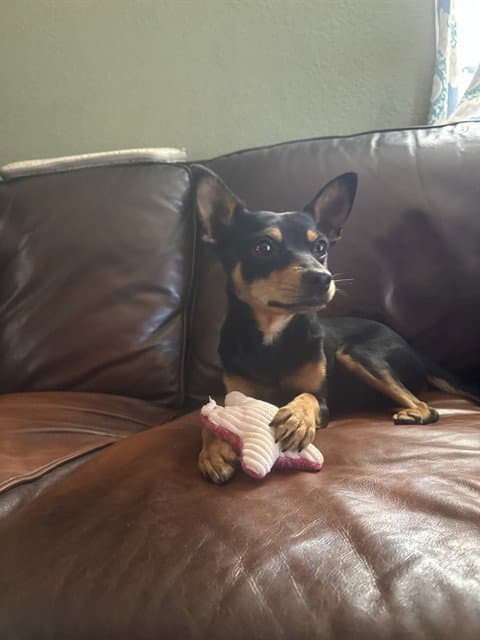 Chico - Miniature Pinscher