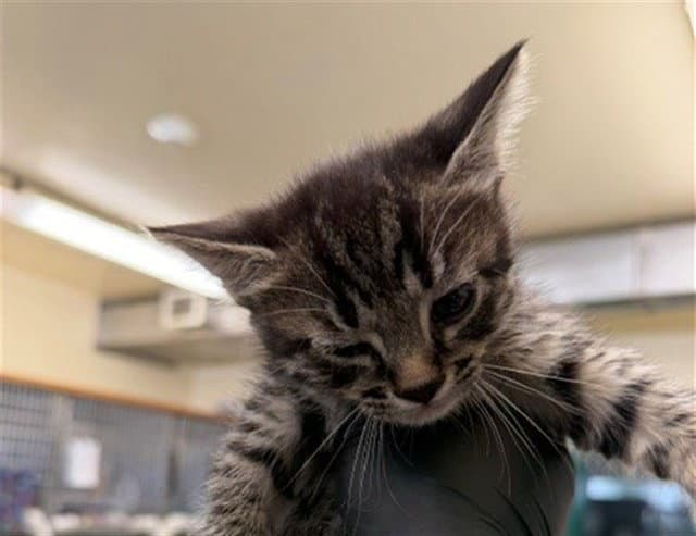 Unknown - Domestic Short Hair