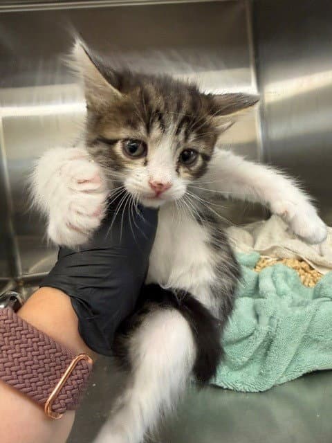 Unknown - Domestic Short Hair