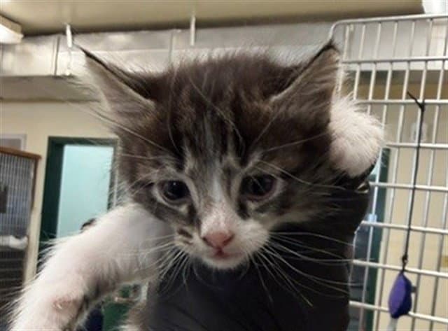 Unknown - Domestic Short Hair