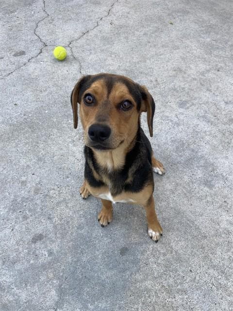 Unknown - Beagle