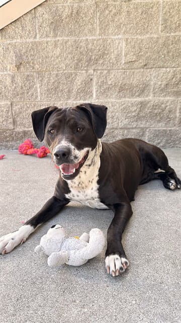 Peach - Pit Bull Terrier