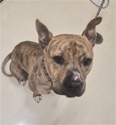 Unknown - Boxer