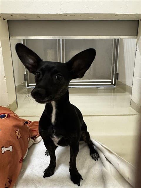 Ruby - Chihuahua