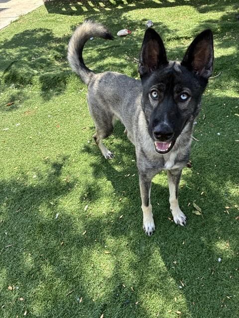 Unknown - Belgian Shepherd Malinois