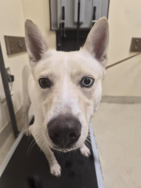 Sugar - Husky