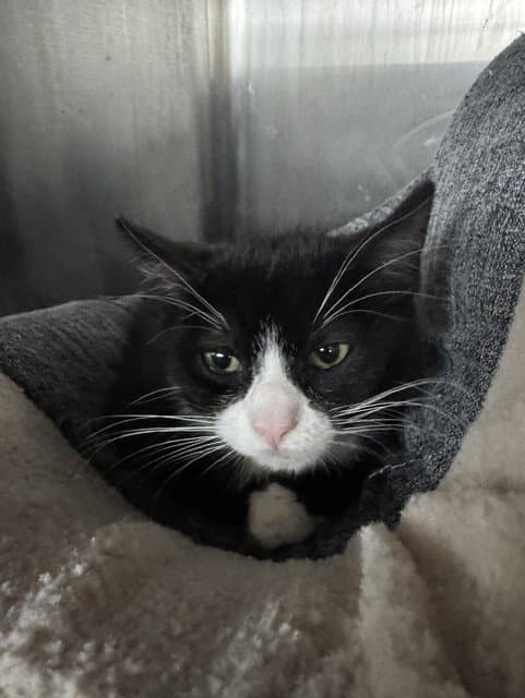 Figuero - Domestic Short Hair