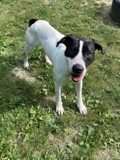 Lottie - Pit Bull Terrier