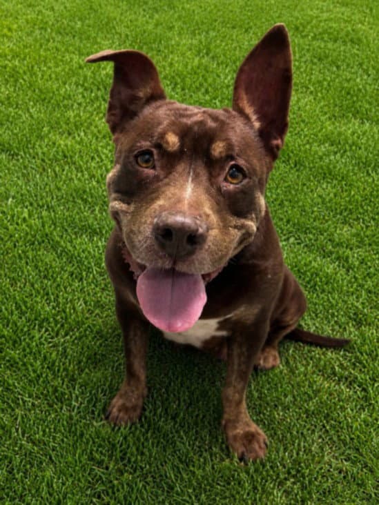 Mit Mit - Pit Bull Terrier