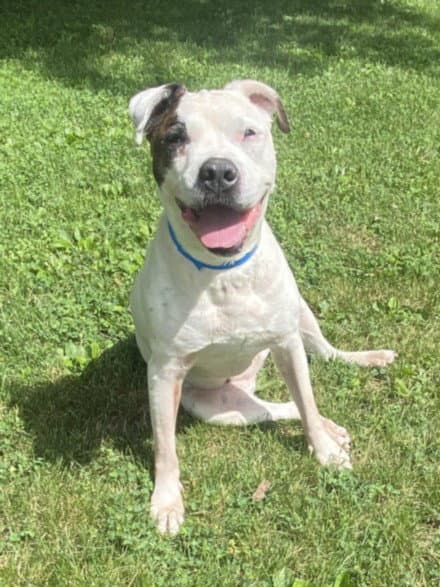Gladys - Pit Bull Terrier