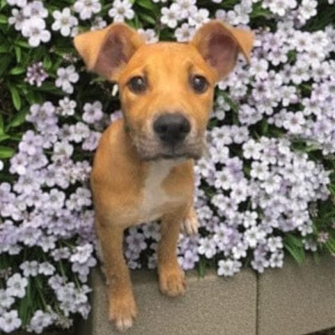 Honey - Pit Bull Terrier