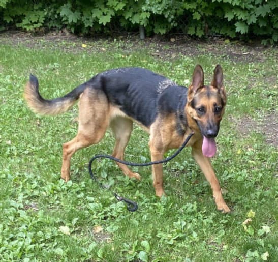 June - German Shepherd Dog