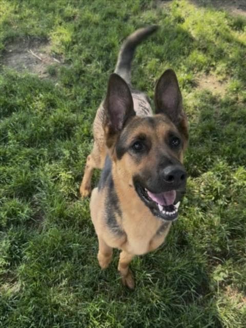 June - German Shepherd Dog