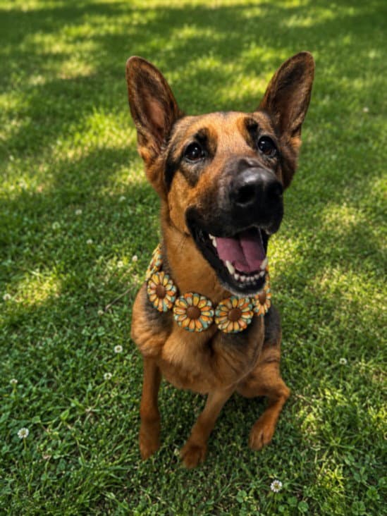June - German Shepherd Dog
