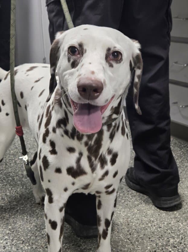 Jess - Dalmatian