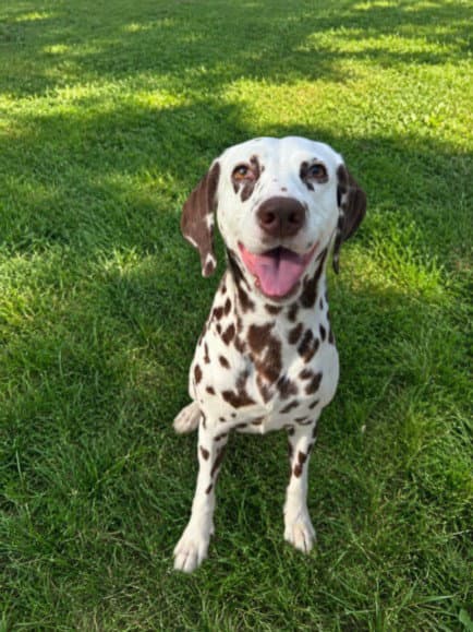 Jess - Dalmatian