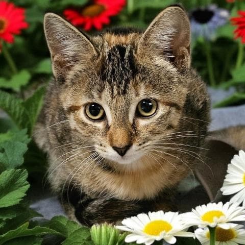 Fallon Rose - Domestic Short Hair