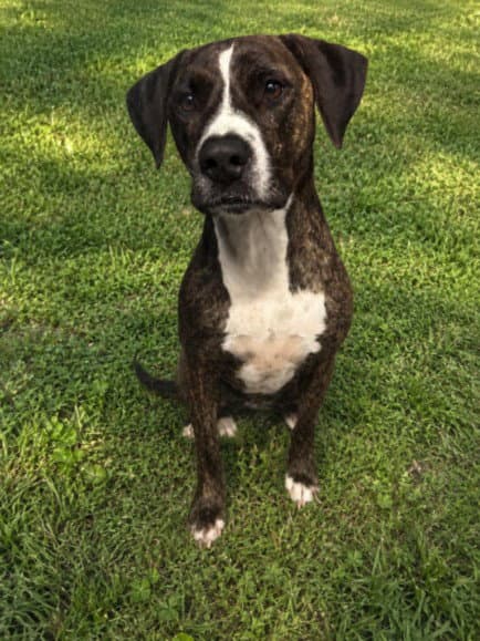 Lilly - Boxer