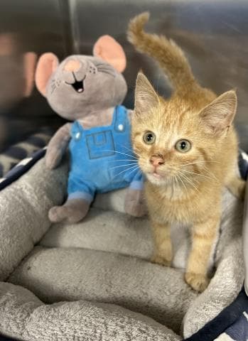 Turbo - Domestic Short Hair