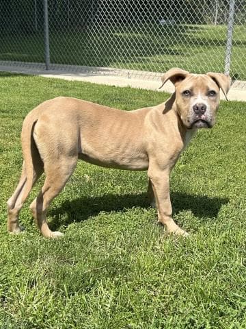 Dollar Bill - Pit Bull Terrier