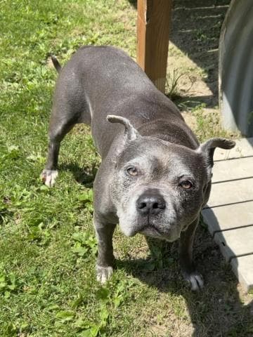 Journey - Pit Bull Terrier