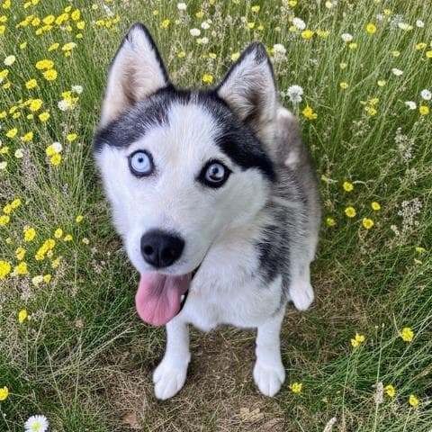 Enya - Siberian Husky