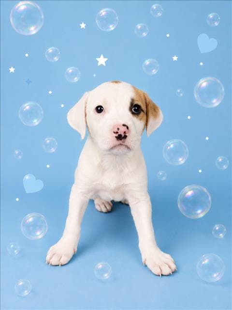 Bubbles - Labrador Retriever