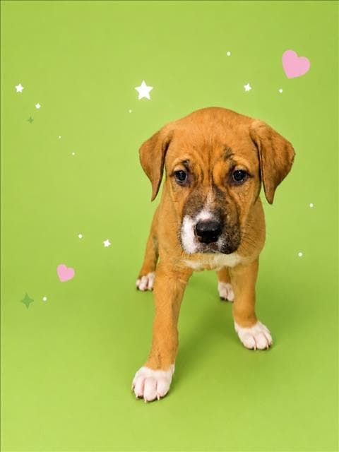 Buttercup - Labrador Retriever