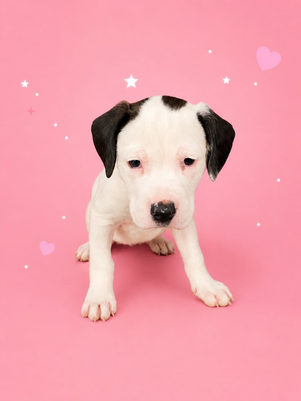 Blossom - Labrador Retriever