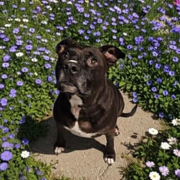 Chloe image 1