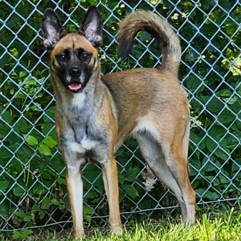 Shenzi - Belgian Shepherd Malinois