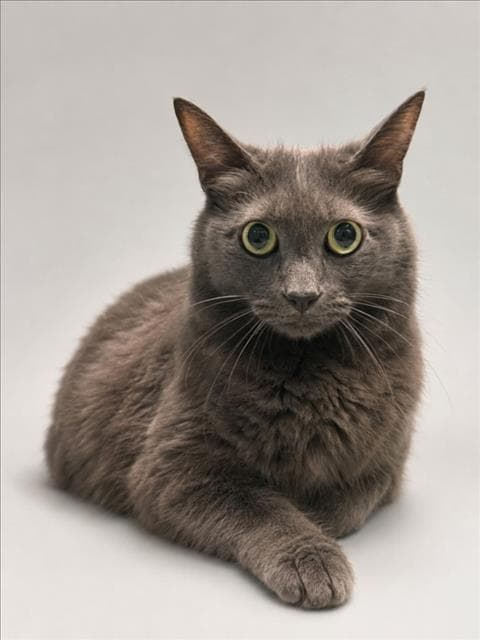 Dodger - Domestic Medium Hair