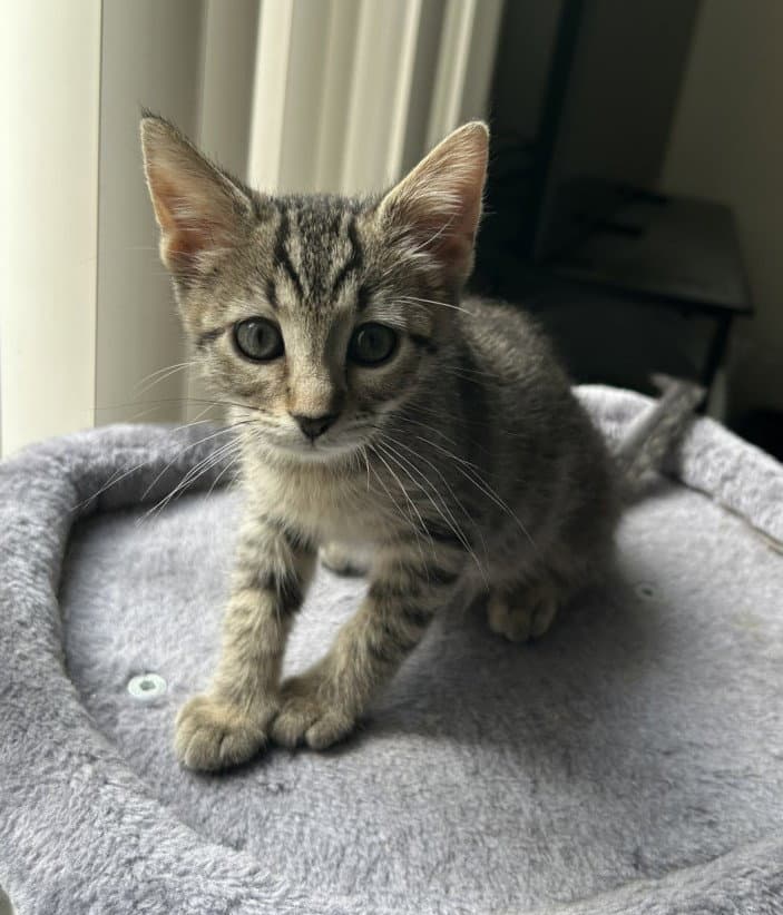 Ming - Domestic Short Hair