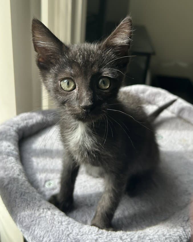 Fig - Domestic Short Hair