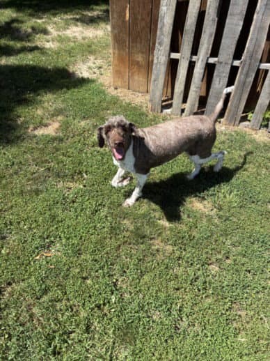 Paula - Poodle (Standard)