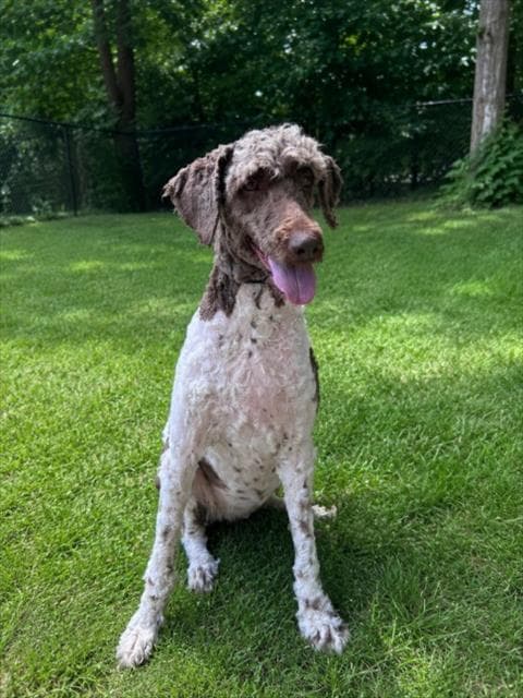 Paula - Poodle (Standard)