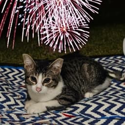 Stripe image 1