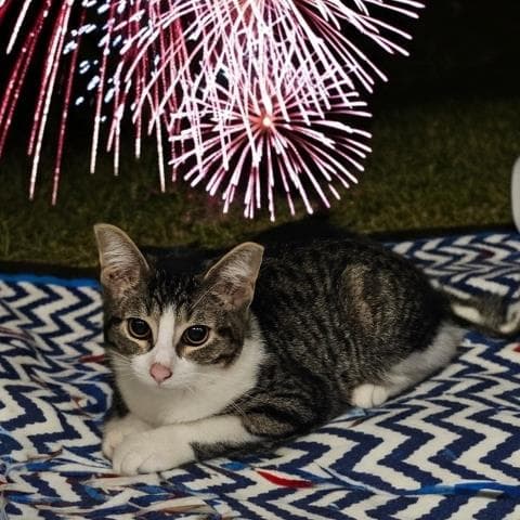 Stripe - Domestic Short Hair
