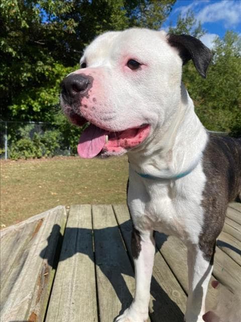 Brock - American Bulldog