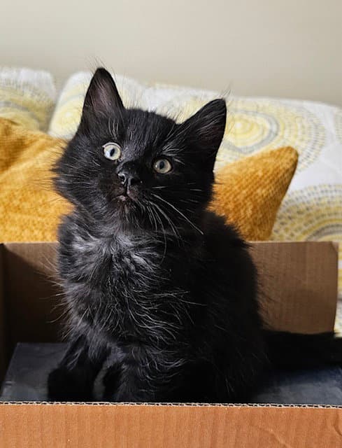 Skipper - Domestic Short Hair