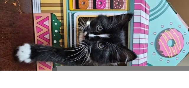 Cooper - Domestic Short Hair