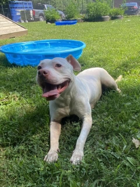 Mochi - Pit Bull Terrier