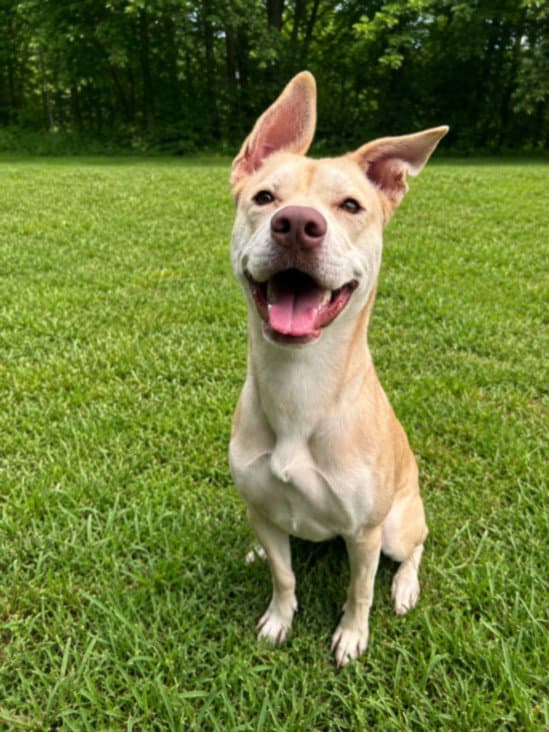 Capris - Pit Bull Terrier