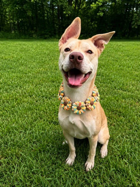 Capris - Pit Bull Terrier
