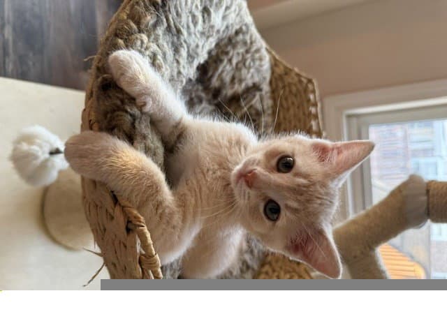 Chaos Potato - Domestic Short Hair