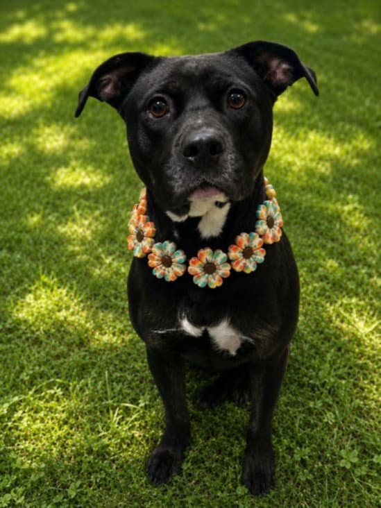 Darla - Pit Bull Terrier