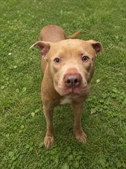Bruno image 1