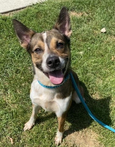 Kit - Australian Cattle Dog/Blue Heeler