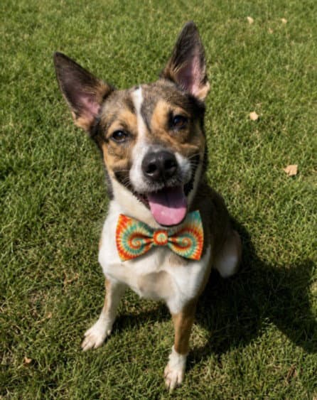Kit - Australian Cattle Dog/Blue Heeler